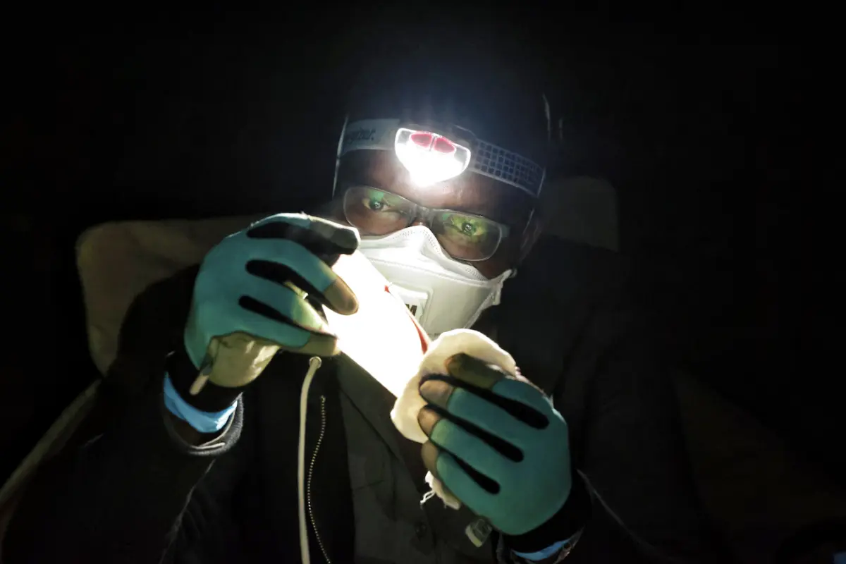 Tanshi examines a bat's wing to determine its age after capture in the Afi Mountain Wildlife Sanctuary