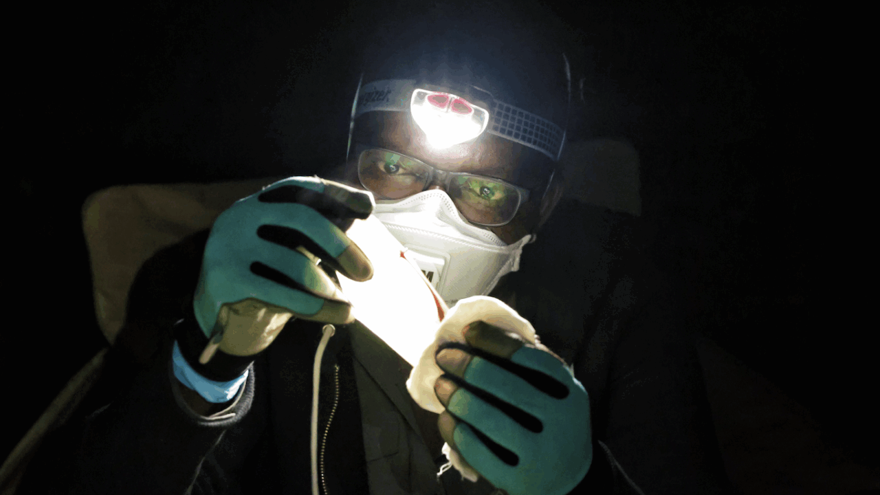 Tanshi examines a bat's wing to determine its age after capture in the Afi Mountain Wildlife Sanctuary