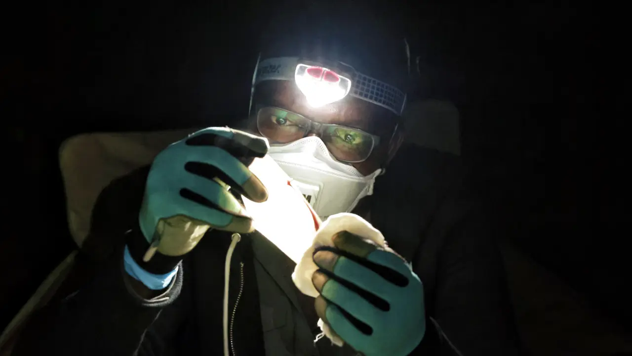 Tanshi examines a bat's wing to determine its age after capture in the Afi Mountain Wildlife Sanctuary