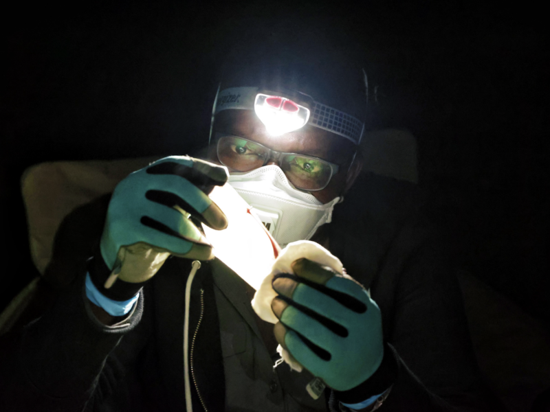 Tanshi examines a bat's wing to determine its age after capture in the Afi Mountain Wildlife Sanctuary