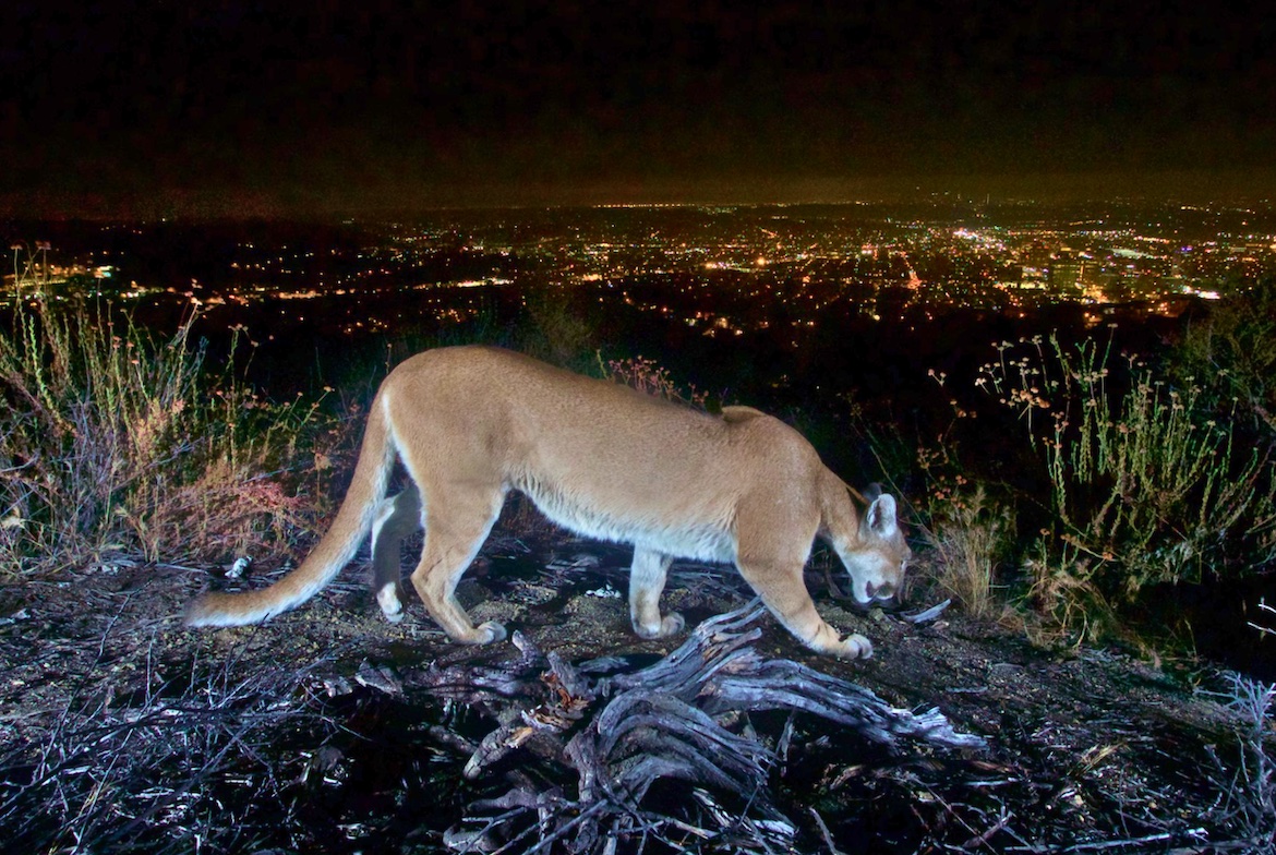 Light+and+Mountain+Lions+