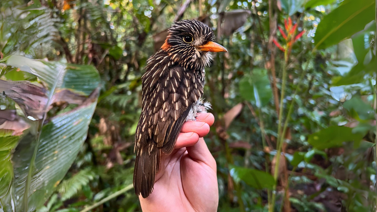 What's behind the toxic levels of mercury in tropical birds? Gold