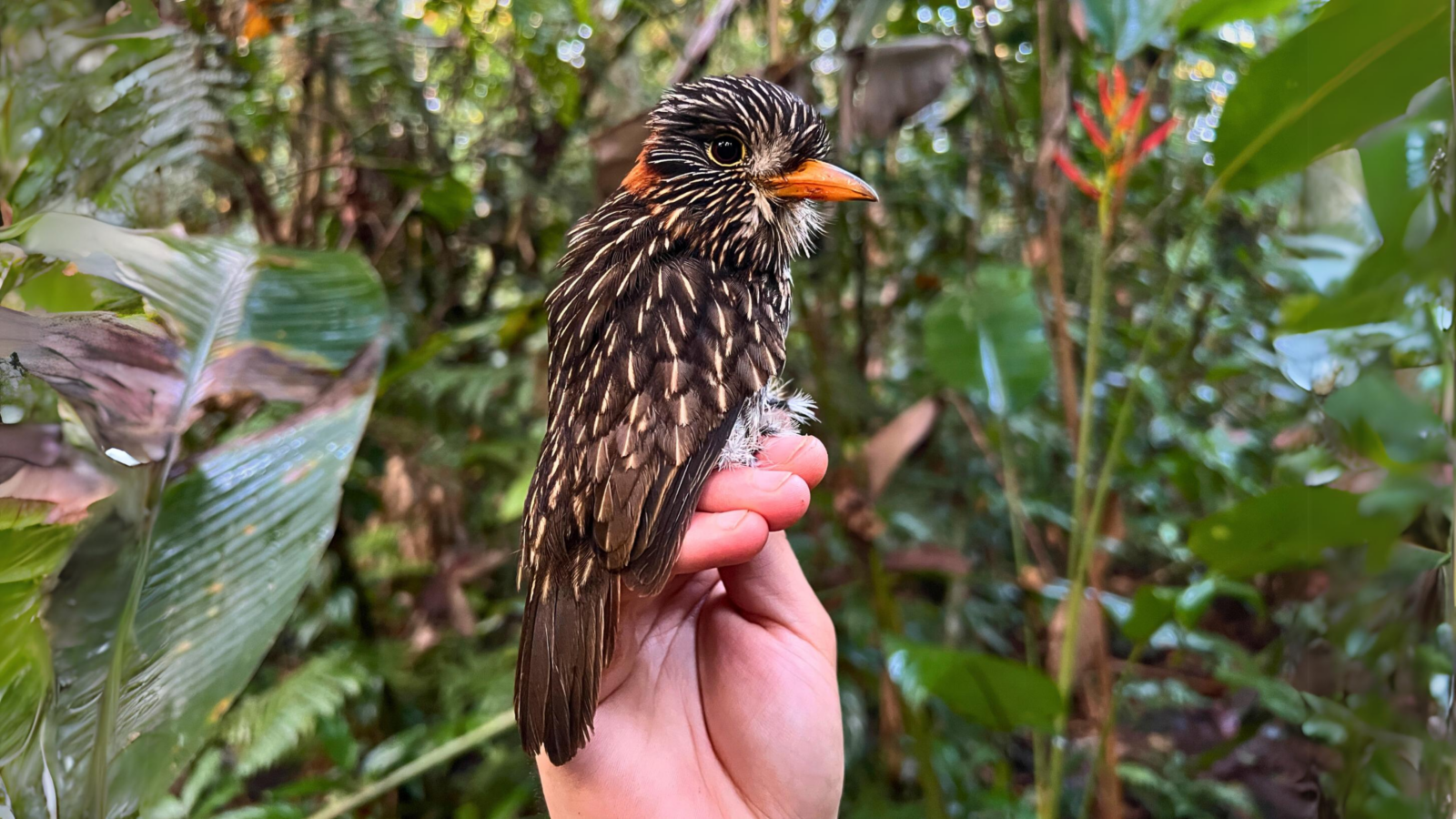 Semicollared puffbird captured next to an artisanal gold mining operation in Madre de Dios, Peru | Chris Sayers