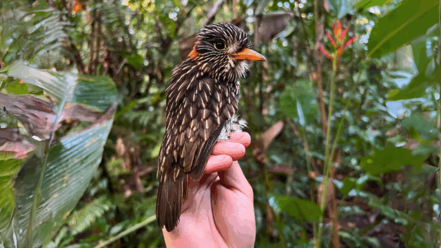 Semicollared puffbird captured next to an artisanal gold mining operation in Madre de Dios, Peru | Chris Sayers