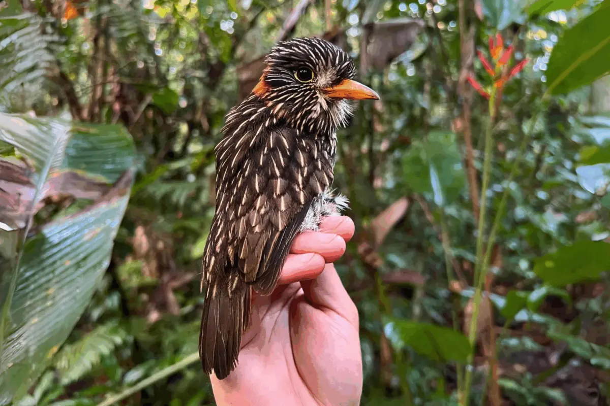 Semicollared puffbird captured next to an artisanal gold mining operation in Madre de Dios, Peru | Chris Sayers
