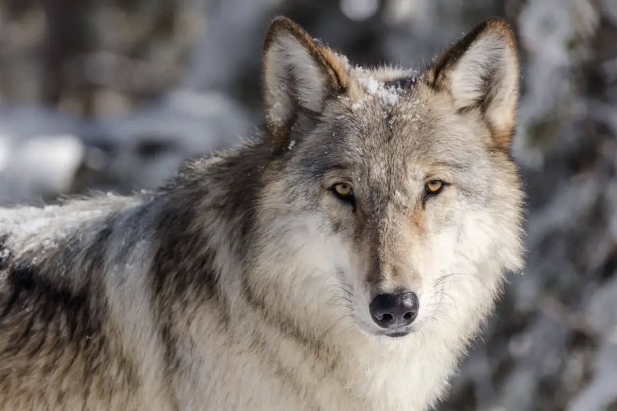A Gray Wolf looking straight in the camera.A gray wolf in the Yellowstone area of Wyoming. The same species has recently appeared in Southern California for the first time in about 150 years. Credit: Design 14/Alamy Stock Photo