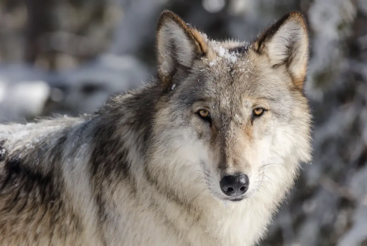A Gray Wolf looking straight in the camera.A gray wolf in the Yellowstone area of Wyoming. The same species has recently appeared in Southern California for the first time in about 150 years. Credit: Design 14/Alamy Stock Photo