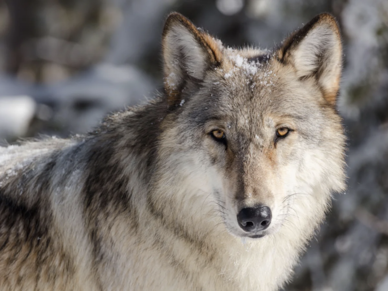 A Gray Wolf looking straight in the camera.A gray wolf in the Yellowstone area of Wyoming. The same species has recently appeared in Southern California for the first time in about 150 years. Credit: Design 14/Alamy Stock Photo