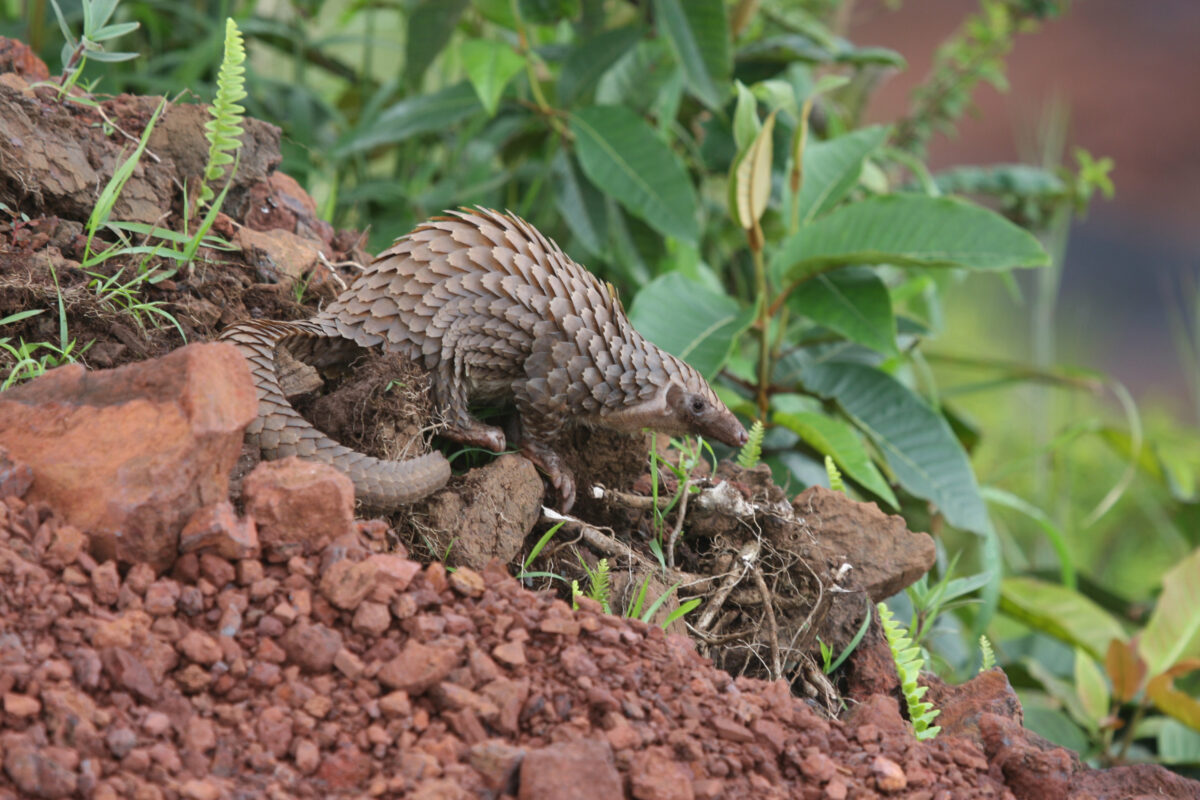 TimWacher_wbpangolin