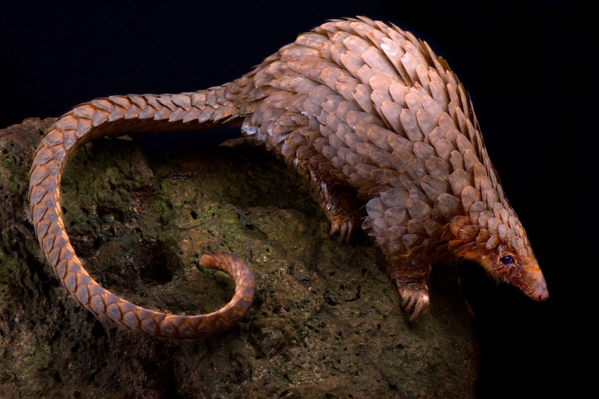 Tree,Pangolin,(phataginus,Tricuspis)