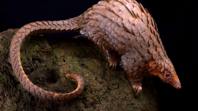 Tree,Pangolin,(phataginus,Tricuspis)