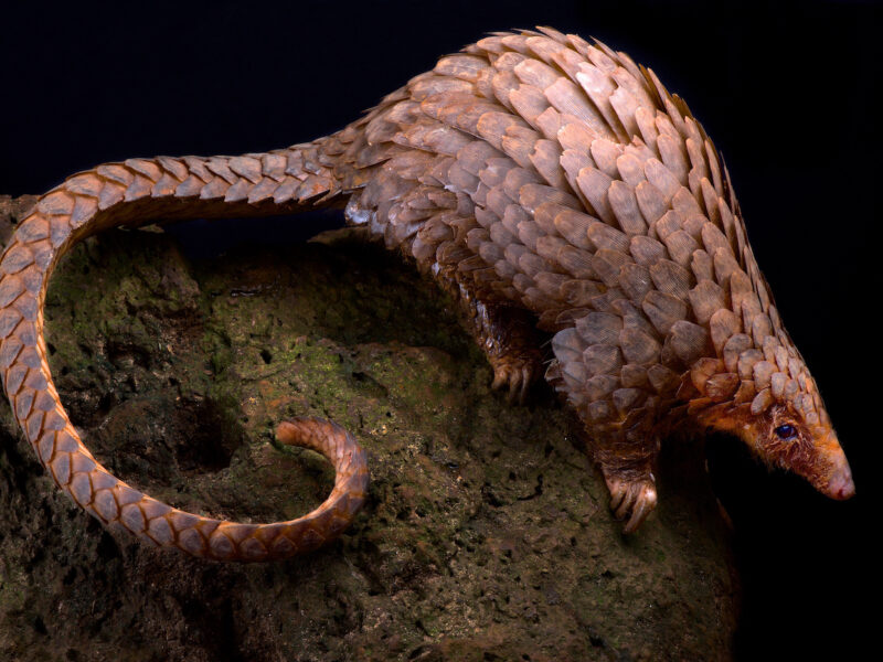 Tree,Pangolin,(phataginus,Tricuspis)