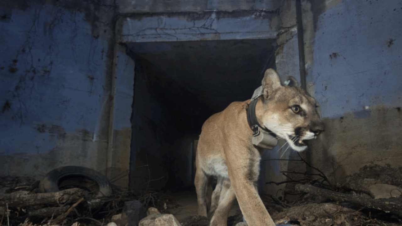 In this May 2018 photo, mountain lion P-64 uses a tunnel to cross under a freeway in the Santa Monica Mountains. (Courtesy National Park Service)