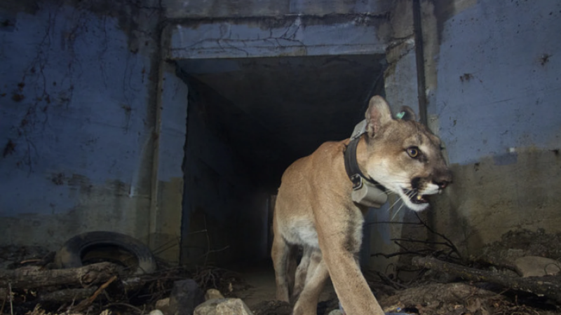 In this May 2018 photo, mountain lion P-64 uses a tunnel to cross under a freeway in the Santa Monica Mountains. (Courtesy National Park Service)