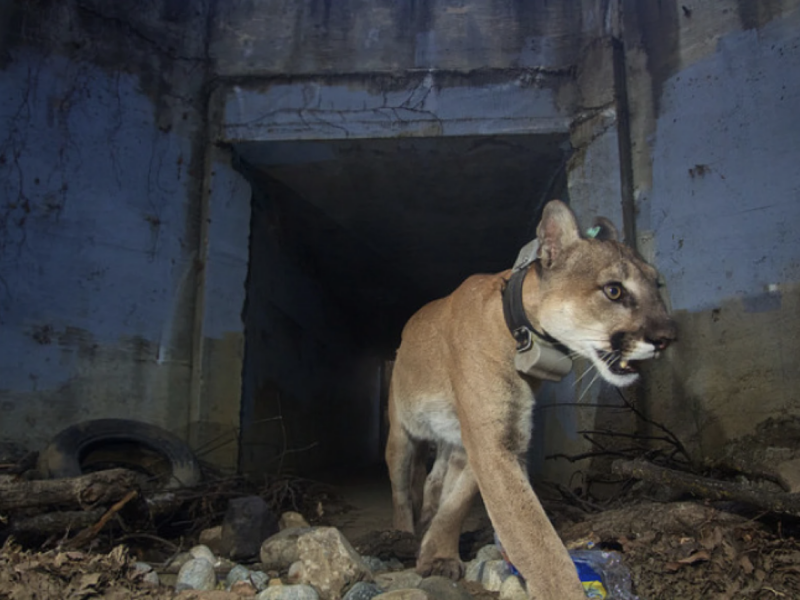In this May 2018 photo, mountain lion P-64 uses a tunnel to cross under a freeway in the Santa Monica Mountains. (Courtesy National Park Service)