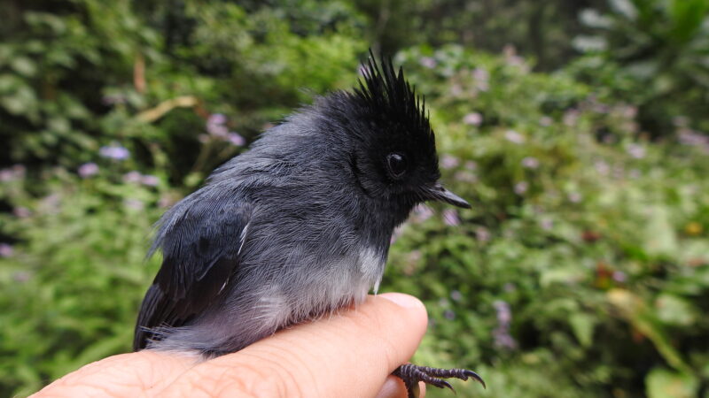 Neate-Clegg_white crested flycatcher