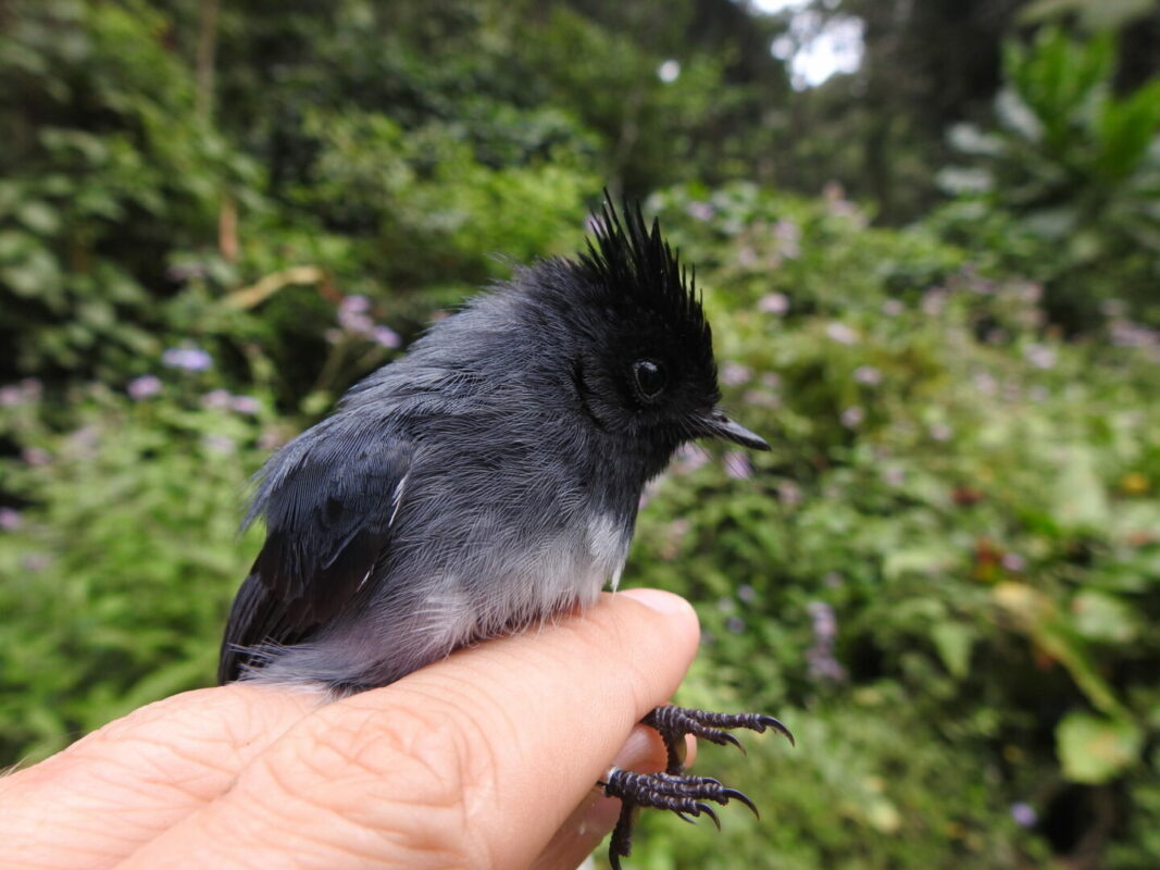 Neate-Clegg_white crested flycatcher