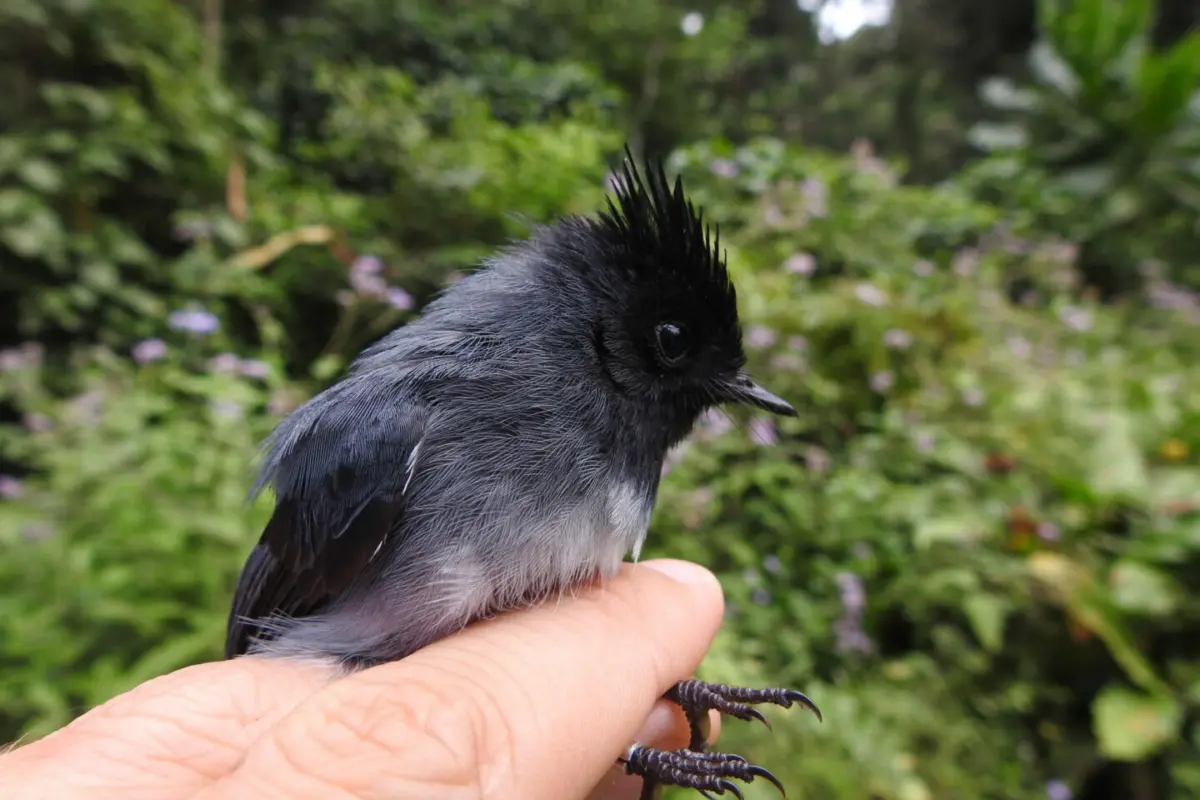 Neate-Clegg_white crested flycatcher