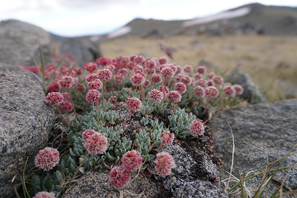 redflowers