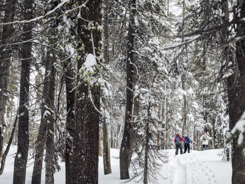 People snowshoe along the Pacific Crest Trail at Donner Summit California State Snopark in Soda Springs on Jan. 12.(Stephen Lam/San Francisco Chronicle)
