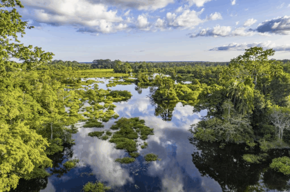 tropical forrests istock