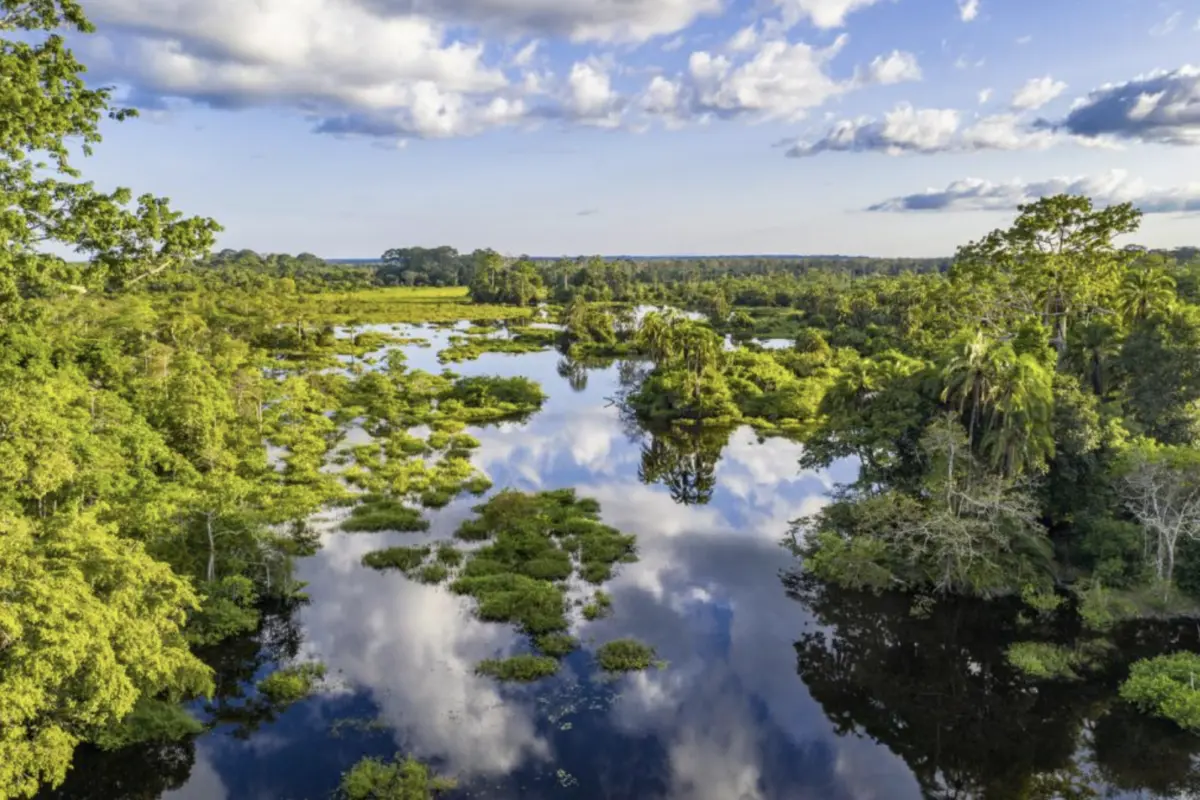 tropical forrests istock