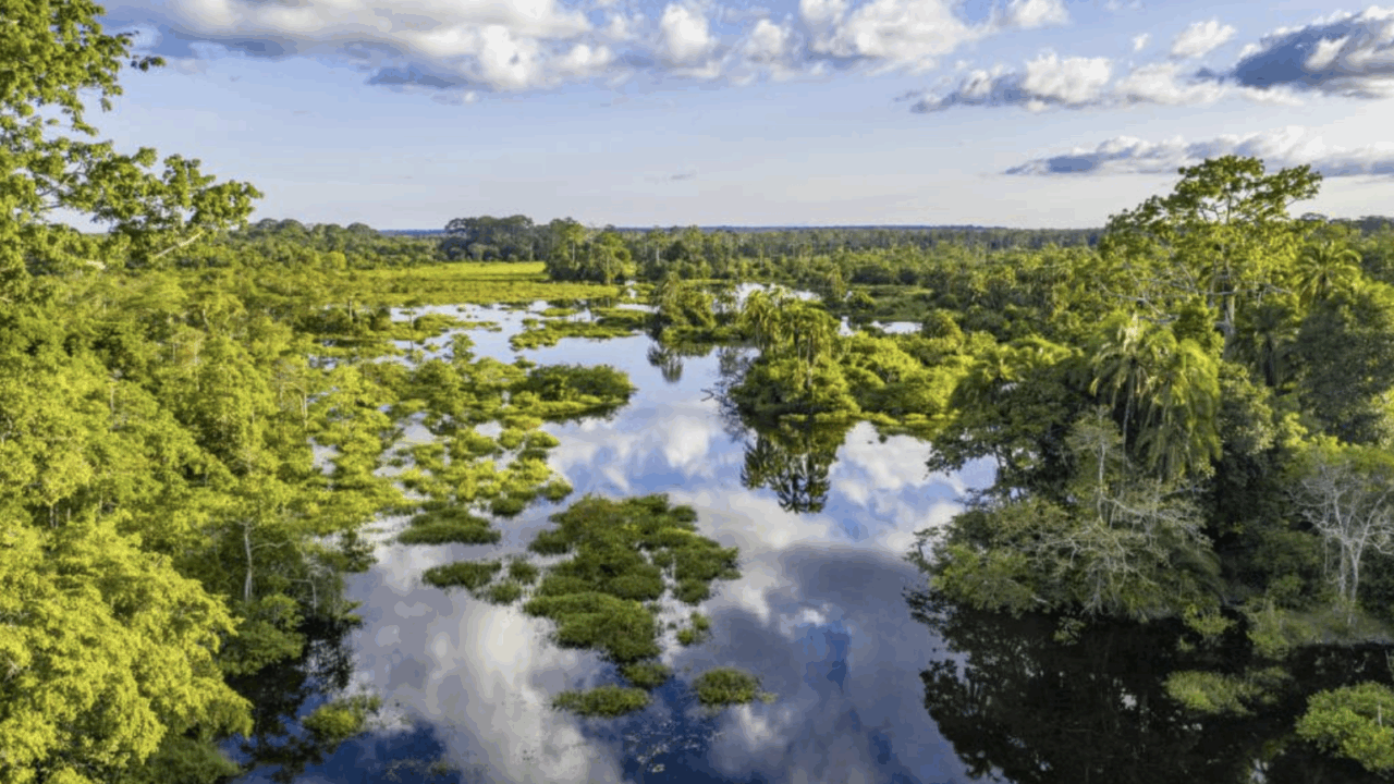 tropical forrests istock