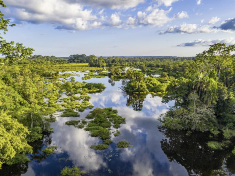 tropical forrests istock