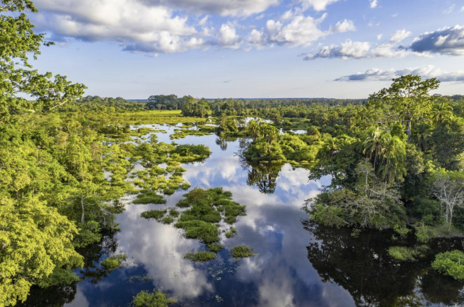 tropical forrests istock
