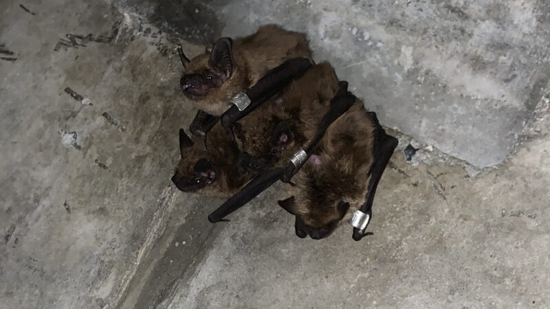 Big Brown Bat