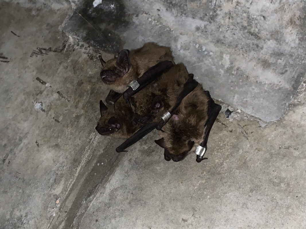 Big Brown Bat