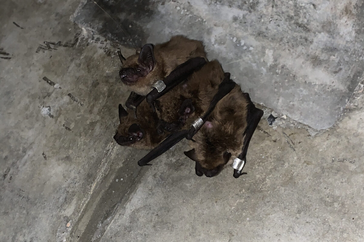 Big Brown Bat