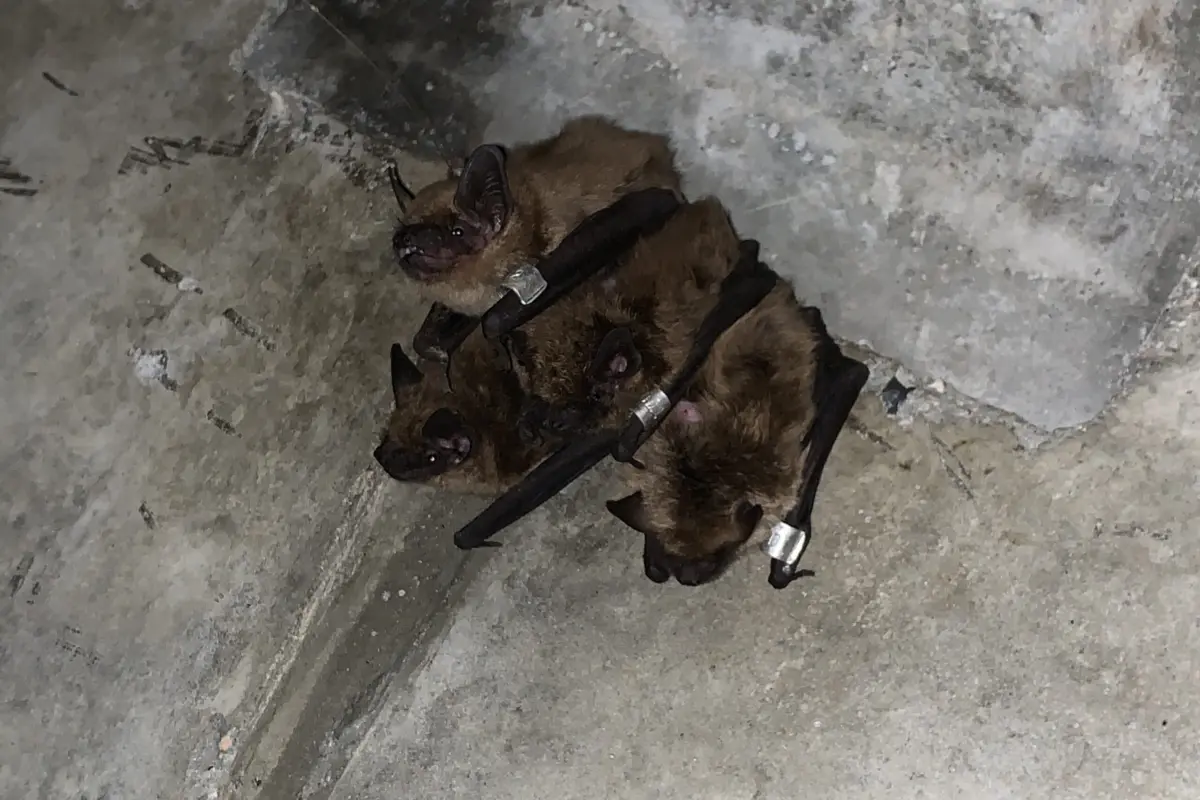 Big Brown Bat