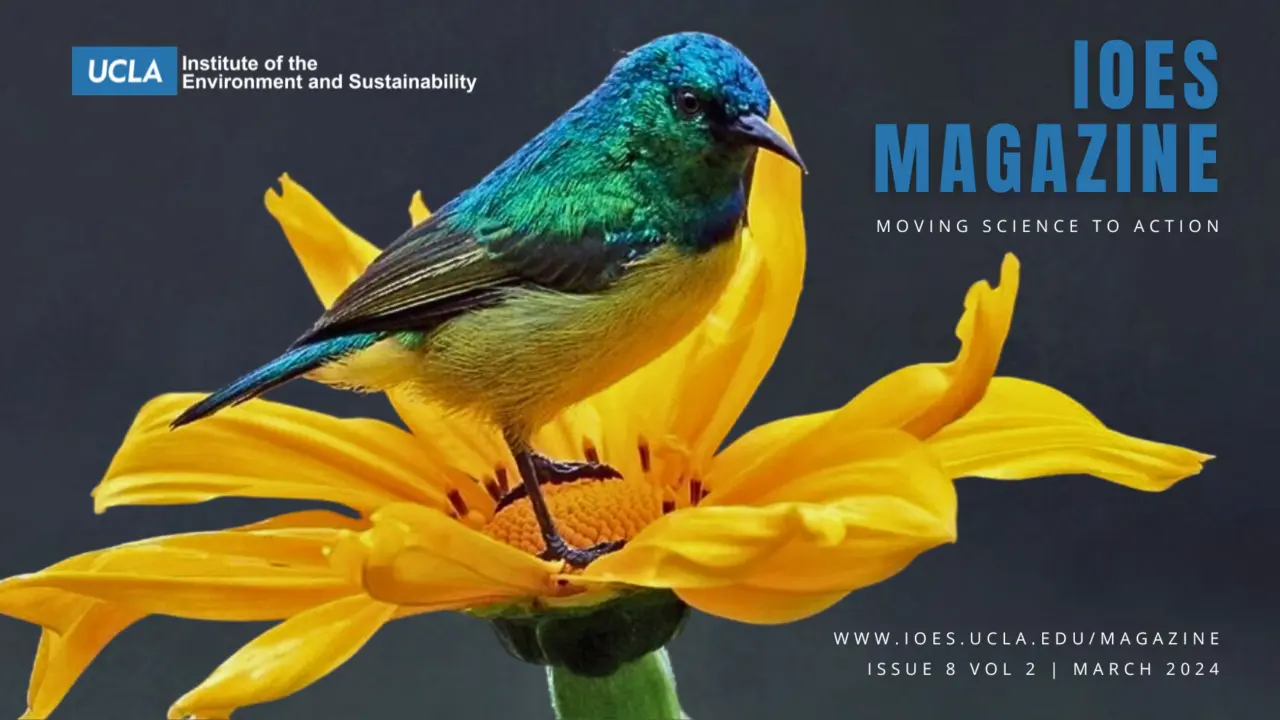 IoES Magazine cover, Issue 8 Vol 2, March 2024: a blue and yellow sunbird perched on a yellow flower, with the tagline "Moving science to action."