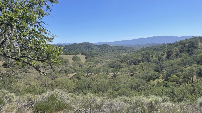 Southern CA oaks