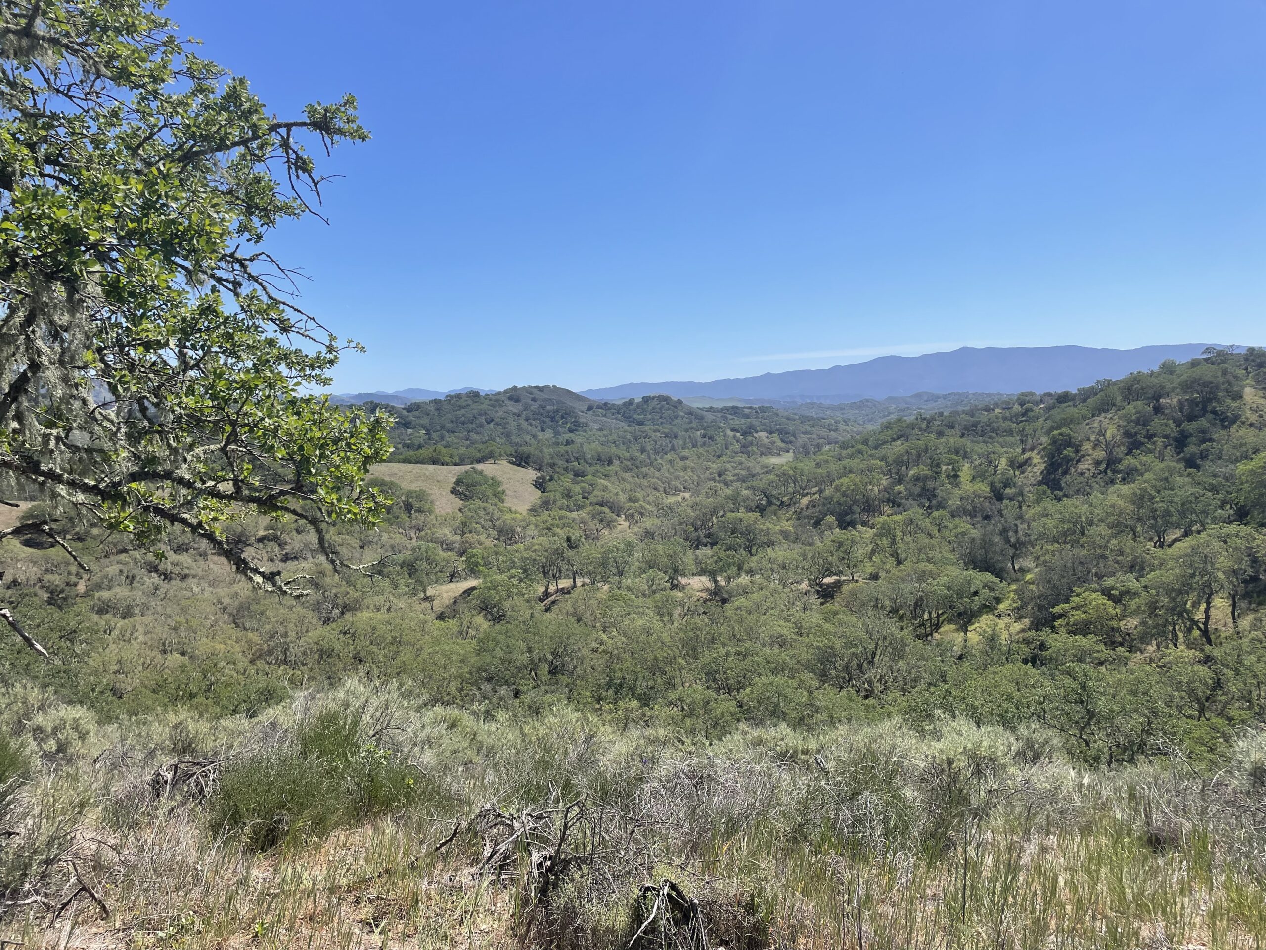 Southern CA oaks