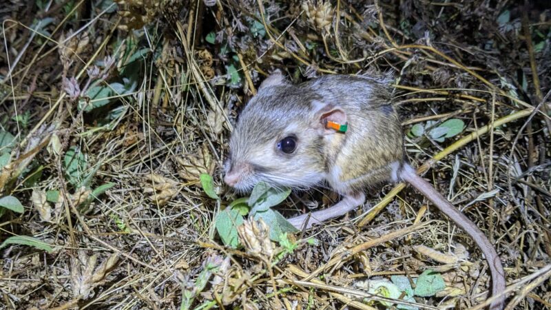 Stephens’ kangaroo rat