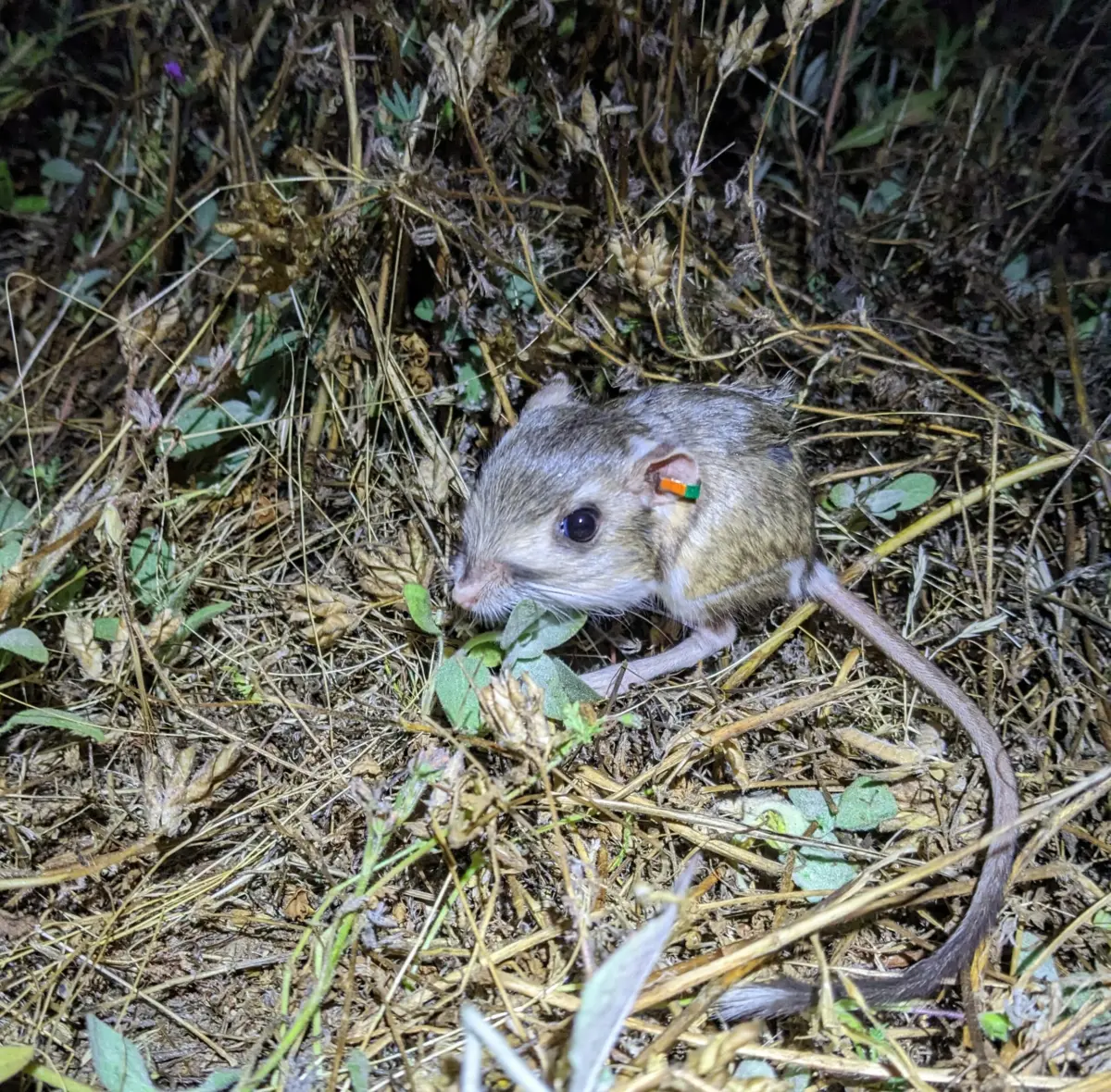 Stephens’ kangaroo rat