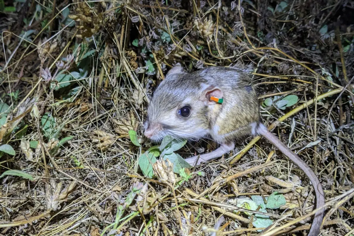 Stephens’ kangaroo rat