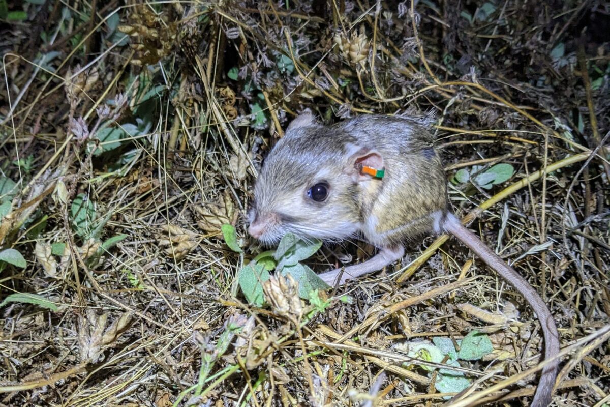 Stephens’ kangaroo rat