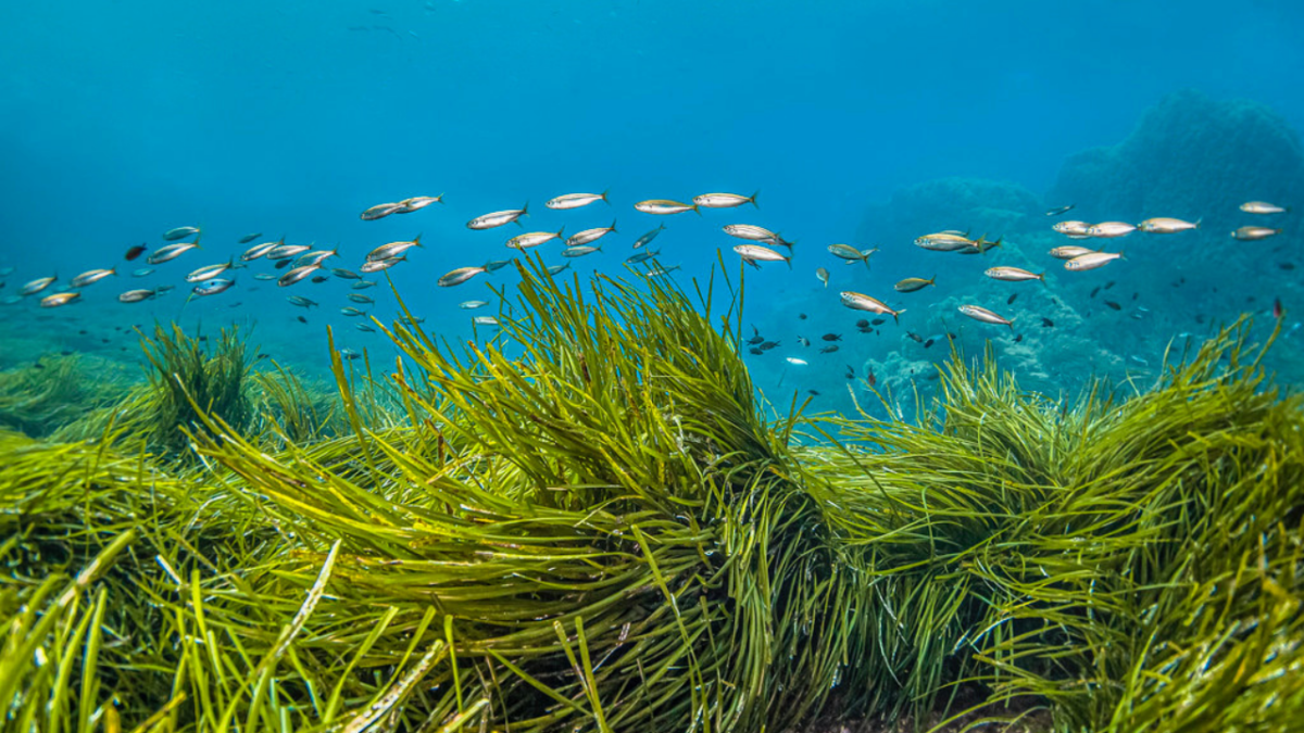 A school of fish swims above Posidonia oceanica, also known as Neptune grass, in the crystal-clear waters of Port-Cros National Park in the Mediterranean Sea. | Vincent Pommeyrol / Canva