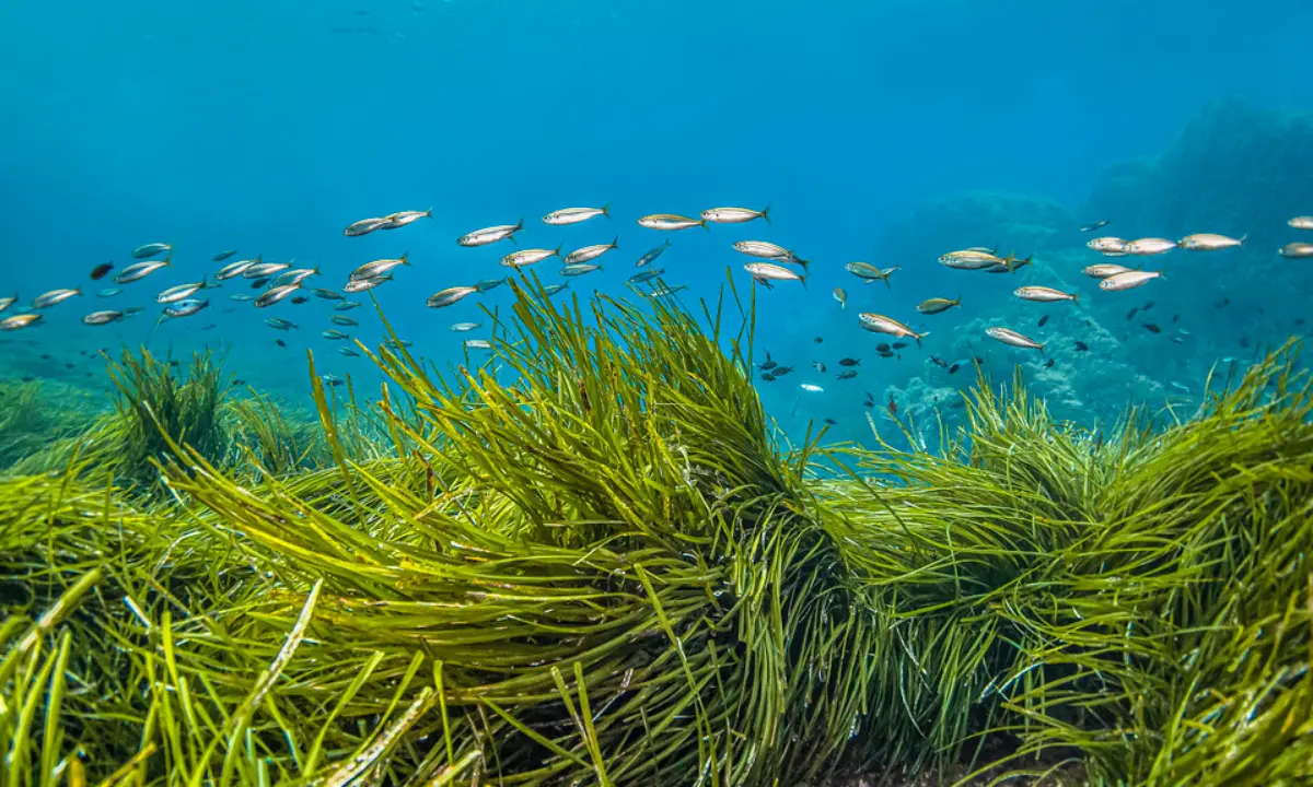 A school of fish swims above Posidonia oceanica, also known as Neptune grass, in the crystal-clear waters of Port-Cros National Park in the Mediterranean Sea. | Vincent Pommeyrol / Canva