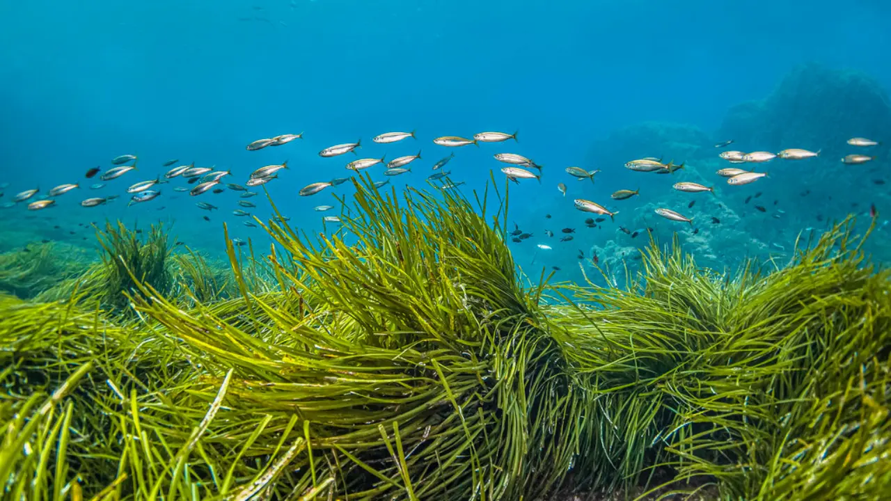 A school of fish swims above Posidonia oceanica, also known as Neptune grass, in the crystal-clear waters of Port-Cros National Park in the Mediterranean Sea. | Vincent Pommeyrol / Canva