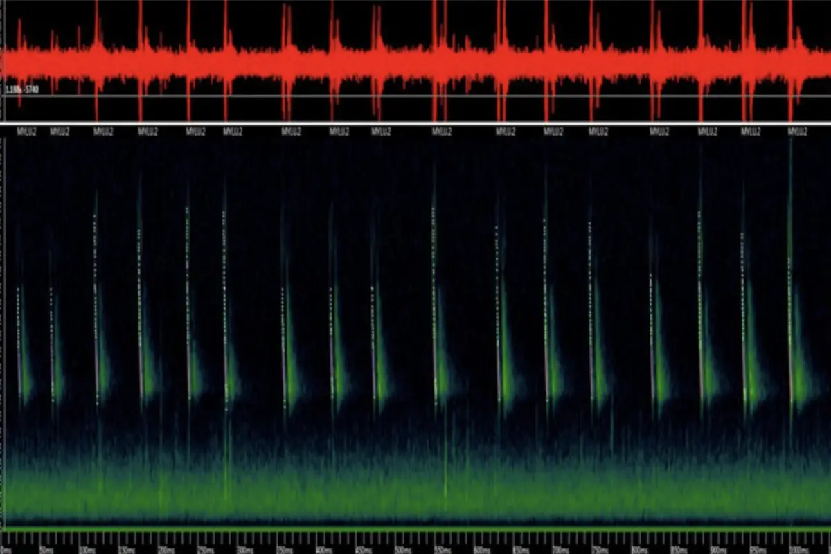 Bat Call