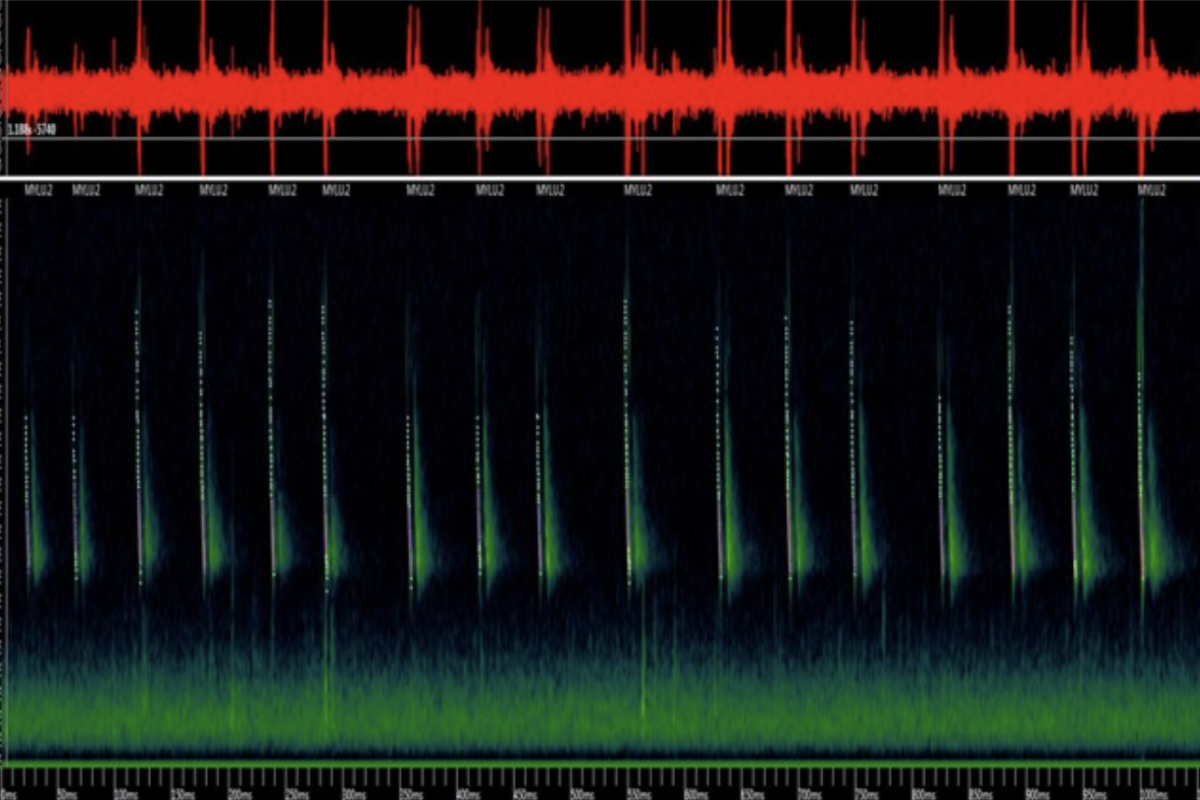 Bat Call