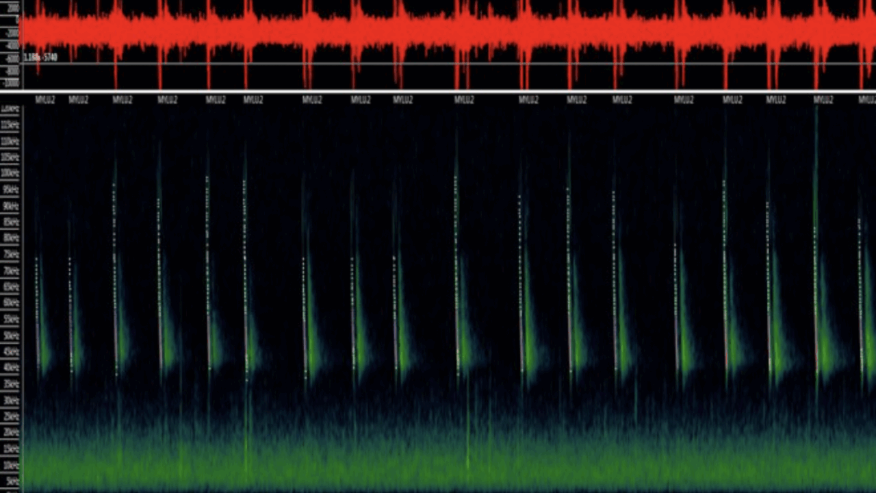 Bat Call