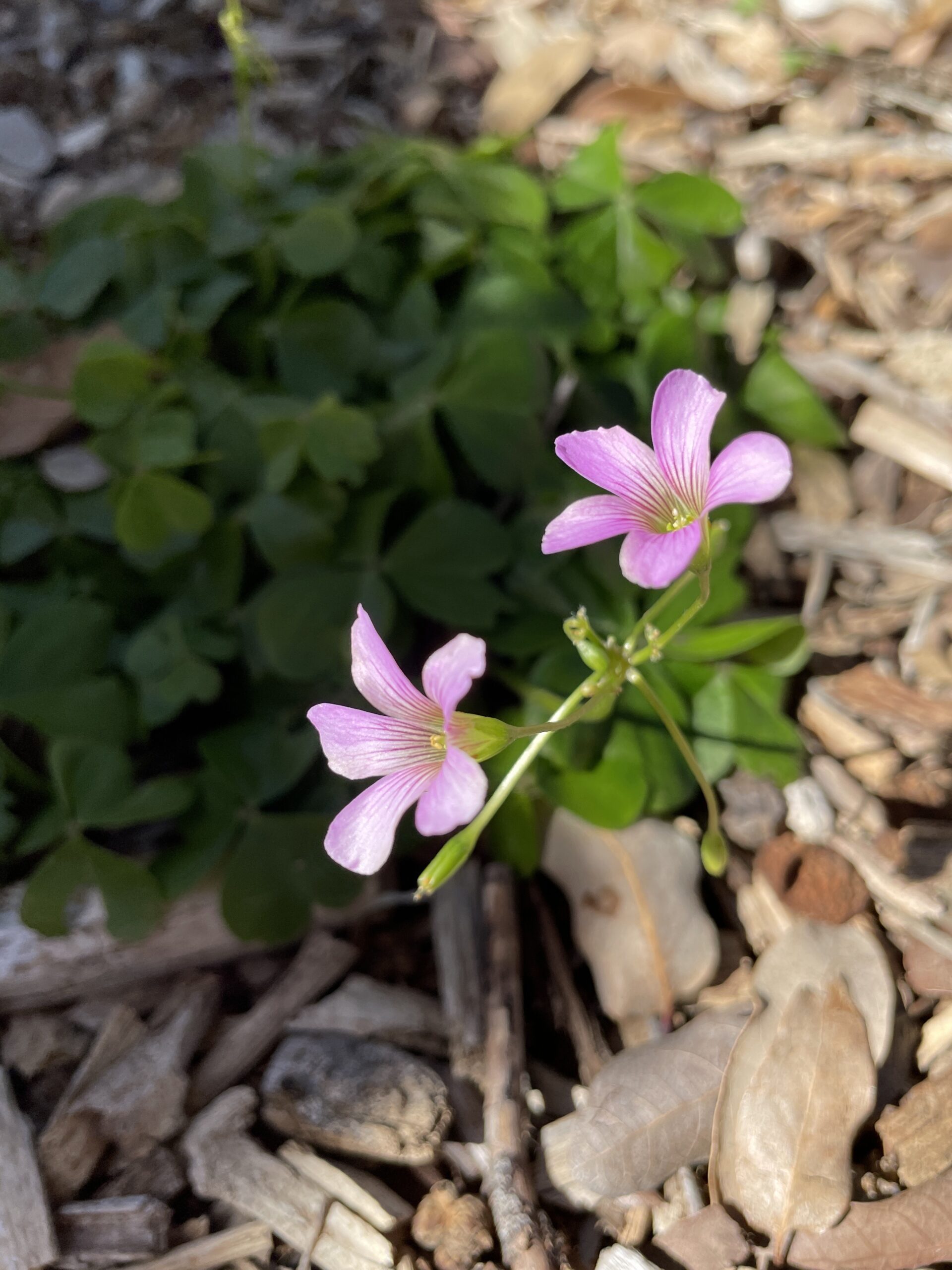 Hyperspectral Imaging for California Plant Ecology