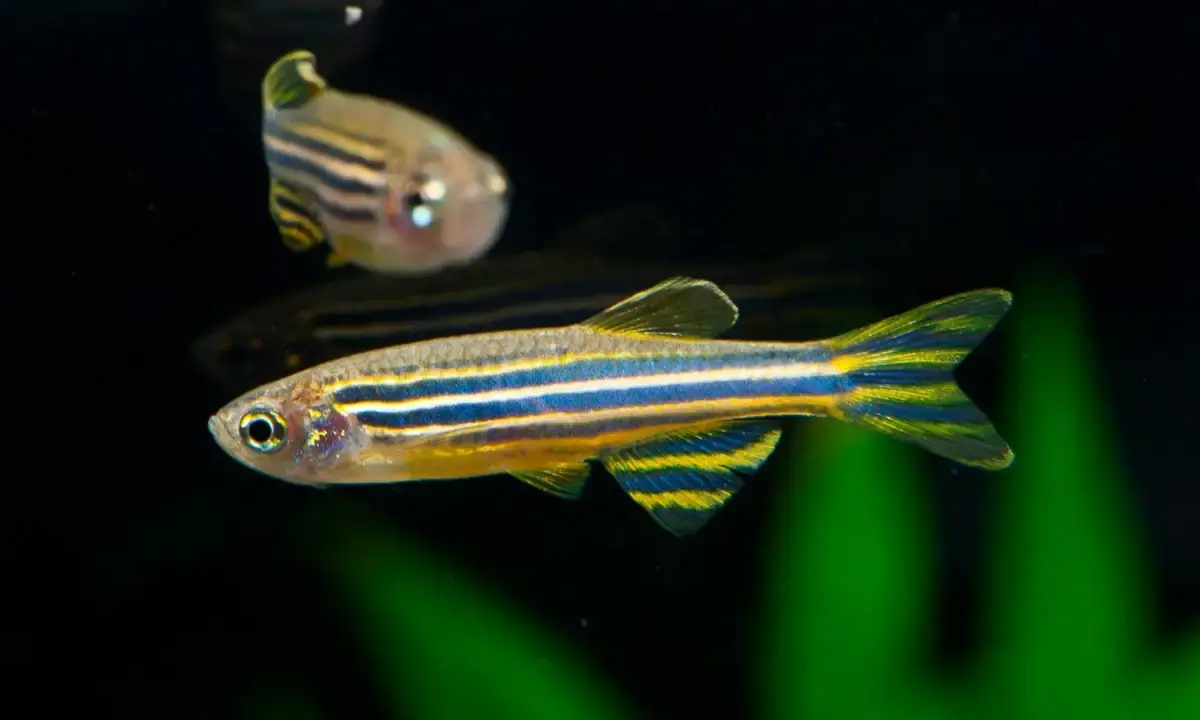 Zebra Fish