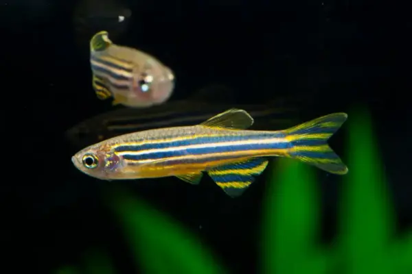 Zebra Fish