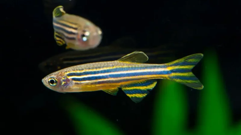 Zebra Fish